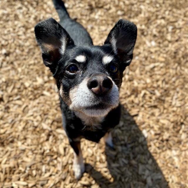 adoptable Dog in Albuquerque, NM named SHADOW