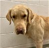 adoptable Dog in , NM named PONGO