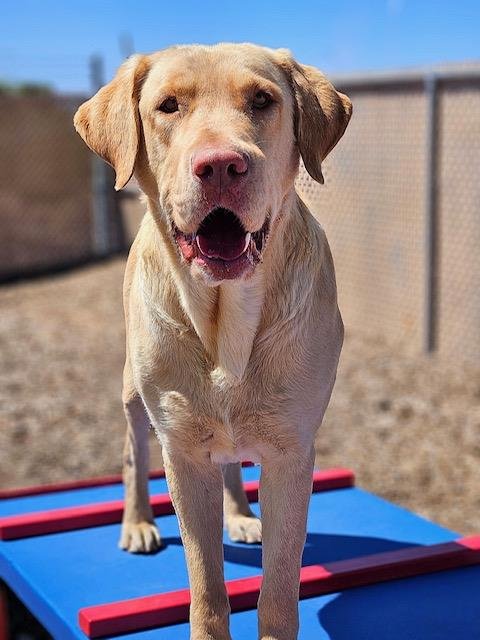 adoptable Dog in Albuquerque, NM named PONGO