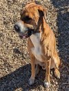 adoptable Dog in , NM named SCAR