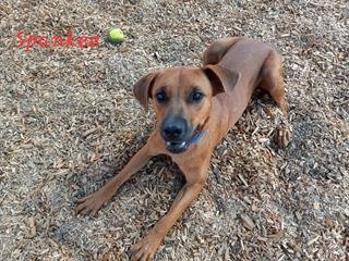 adoptable Dog in Albuquerque, NM named SPANKEE