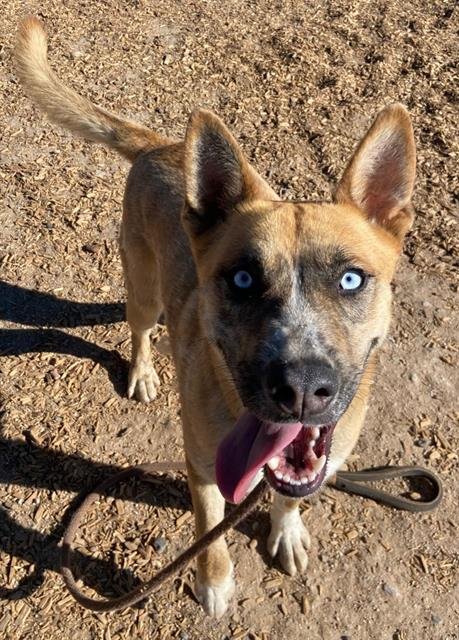 adoptable Dog in Albuquerque, NM named PACHO