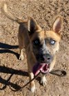 adoptable Dog in , NM named PACHO