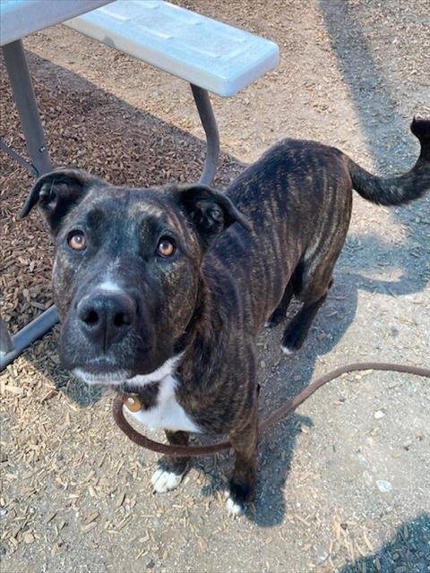 adoptable Dog in Albuquerque, NM named BELLA