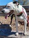 adoptable Dog in  named PETTIE
