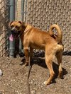 adoptable Dog in , NM named SARGENT