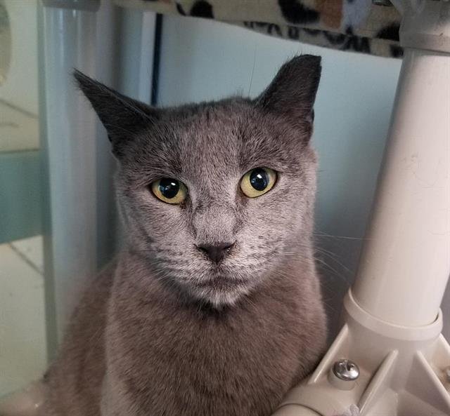 adoptable Cat in Albuquerque, NM named GRAY