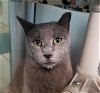 adoptable Cat in  named GRAY