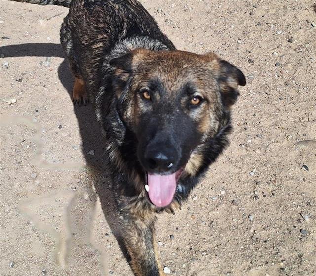 adoptable Dog in Albuquerque, NM named SPARK
