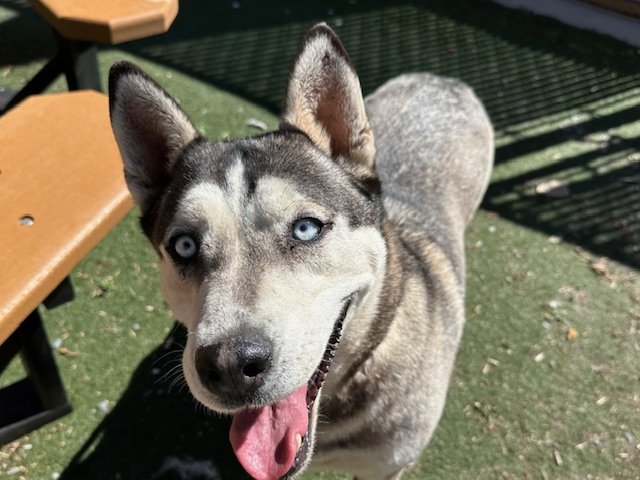 adoptable Dog in Albuquerque, NM named ROMA
