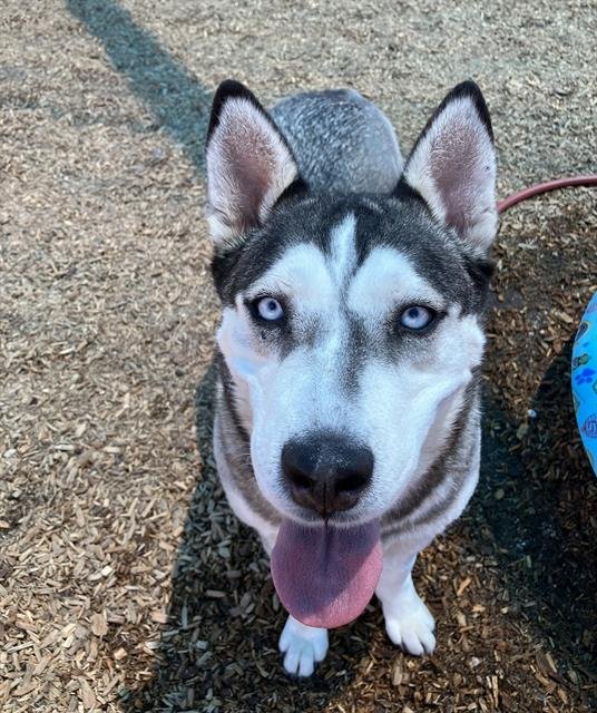 adoptable Dog in Albuquerque, NM named ROMA