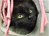 adoptable Cat in , NM named WEDNESDAY