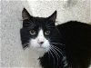 adoptable Cat in albuquerque, NM named TOM