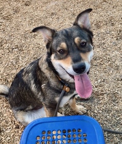 adoptable Dog in Albuquerque, NM named BONNIE