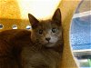 adoptable Cat in albuquerque, NM named SCARLETT