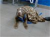 adoptable Dog in albuquerque, NM named CLOVER