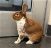 adoptable Rabbit in albuquerque, NM named TOFFEE