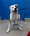 adoptable Dog in , NM named SYDNEY