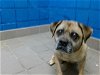 adoptable Dog in albuquerque, NM named YURI