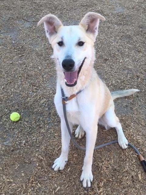 adoptable Dog in Albuquerque, NM named KENO