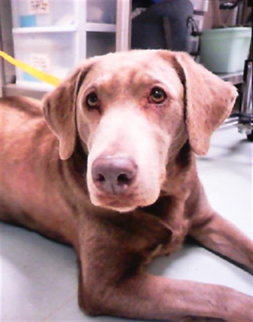 adoptable Dog in Albuquerque, NM named BEAR