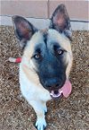 adoptable Dog in , NM named BOO