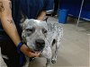 adoptable Dog in , NM named MARIA