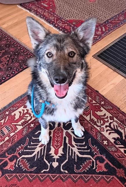 adoptable Dog in Albuquerque, NM named MAXIMUM