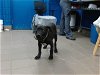 adoptable Dog in , NM named SHADOW
