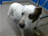 adoptable Dog in albuquerque, NM named AVA