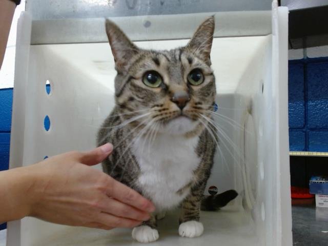 adoptable Cat in Albuquerque, NM named HERMOINE