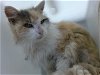 adoptable Cat in , NM named PHOEBE