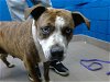 adoptable Dog in , NM named BETTY