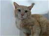 adoptable Cat in , NM named SLY