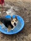 adoptable Dog in , NM named BEAR