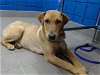adoptable Dog in albuquerque, NM named SHYLA