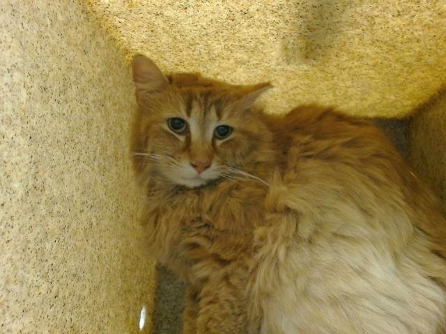 adoptable Cat in Albuquerque, NM named ORANGE