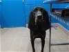 adoptable Dog in albuquerque, NM named WILLOW