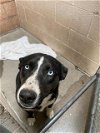 adoptable Dog in , NM named RIVER