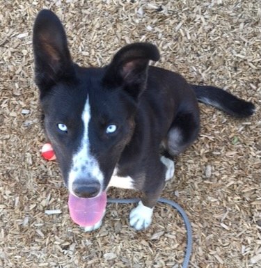 adoptable Dog in Albuquerque, NM named RIVER