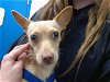 adoptable Dog in , NM named TINKERBELL