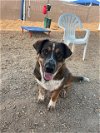 adoptable Dog in albuquerque, NM named RITZ