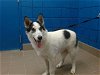 adoptable Dog in , NM named MARY JANE