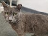 adoptable Cat in albuquerque, NM named SLOAN