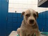 adoptable Dog in , NM named WYATT