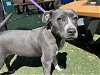 adoptable Dog in , NM named QUINN