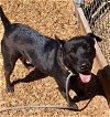 adoptable Dog in , NM named WEDNESDAY