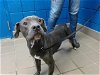 adoptable Dog in , NM named MR.PERFECT