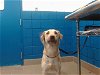 adoptable Dog in , NM named ROCKY