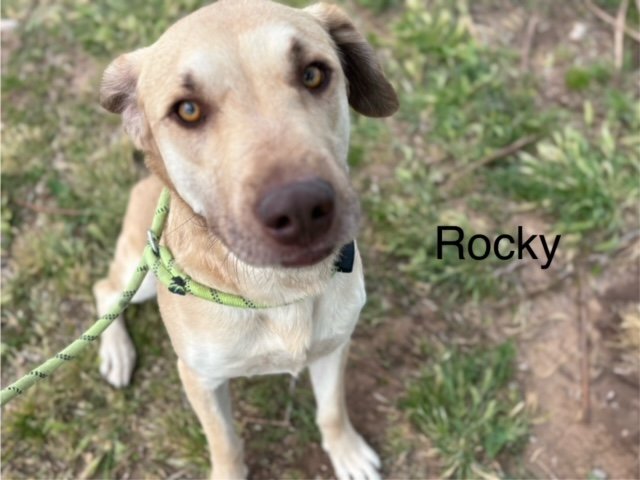 adoptable Dog in Albuquerque, NM named ROCKY